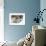 Grey Wolf (Canis lupus) head portrait of male, lying in snow, Captive-John Cancalosi-Framed Photo displayed on a wall