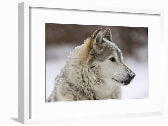 Grey Wolf (Canis lupus) head portrait of male, lying in snow, Captive-John Cancalosi-Framed Photo