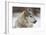 Grey Wolf (Canis lupus) head portrait of male, lying in snow, Captive-John Cancalosi-Framed Photo