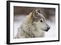 Grey Wolf (Canis lupus) head portrait of male, lying in snow, Captive-John Cancalosi-Framed Photo