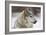 Grey Wolf (Canis lupus) head portrait of male, lying in snow, Captive-John Cancalosi-Framed Photographic Print