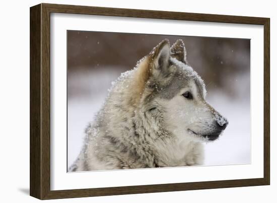 Grey Wolf (Canis lupus) head portrait of male, lying in snow, Captive-John Cancalosi-Framed Photographic Print