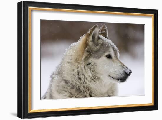 Grey Wolf (Canis lupus) head portrait of male, lying in snow, Captive-John Cancalosi-Framed Photographic Print