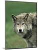 Grey Wolf, Canis Lupus, in Captivity, United Kingdom, Europe-Ann & Steve Toon-Mounted Photographic Print