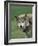 Grey Wolf, Canis Lupus, in Captivity, United Kingdom, Europe-Ann & Steve Toon-Framed Photographic Print