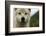 Grey Wolf (Canis Lupus) Portrait, Katmai National Park, Alaska, USA, August-Oliver Scholey-Framed Photographic Print