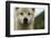 Grey Wolf (Canis Lupus) Portrait, Katmai National Park, Alaska, USA, August-Oliver Scholey-Framed Photographic Print