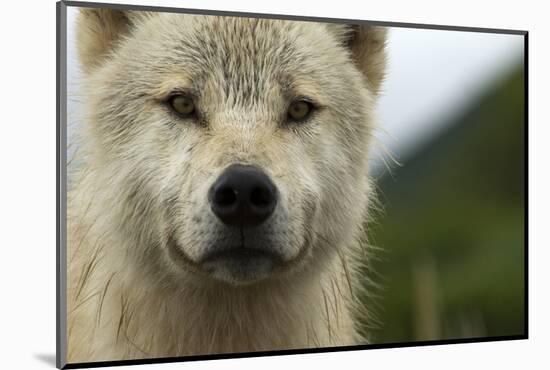 Grey Wolf (Canis Lupus) Portrait, Katmai National Park, Alaska, USA, August-Oliver Scholey-Mounted Photographic Print