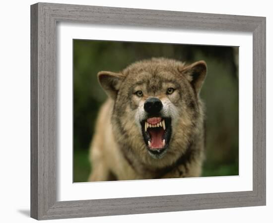 Grey Wolf Growling, Montana, United States of America, North America-James Gritz-Framed Photographic Print