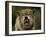 Grey Wolf Growling, Montana, United States of America, North America-James Gritz-Framed Photographic Print