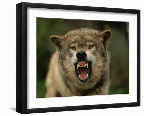 Grey Wolf Growling, Montana, United States of America, North America-James Gritz-Framed Photographic Print