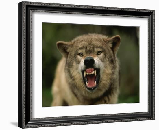 Grey Wolf Growling, Montana, United States of America, North America-James Gritz-Framed Photographic Print