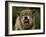 Grey Wolf Growling, Montana, United States of America, North America-James Gritz-Framed Photographic Print