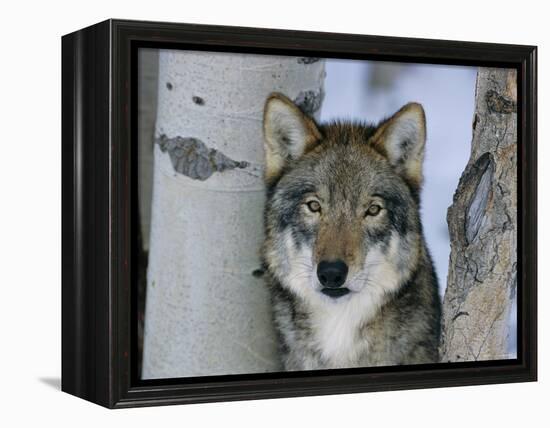 Grey Wolf Head Portrait, Us-Lynn M. Stone-Framed Premier Image Canvas