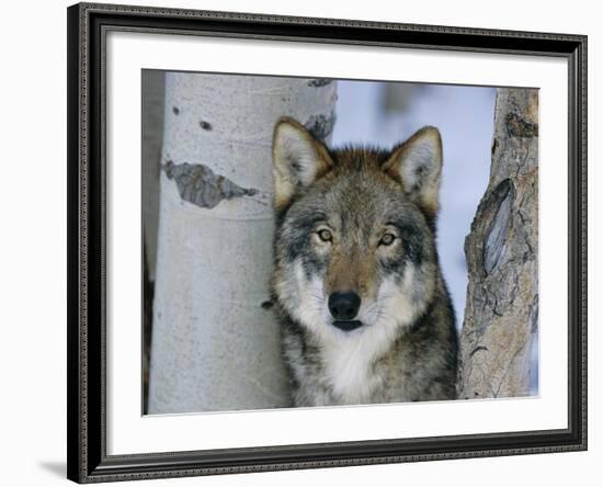 Grey Wolf Head Portrait, Us-Lynn M. Stone-Framed Photographic Print