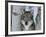 Grey Wolf Head Portrait, Us-Lynn M. Stone-Framed Photographic Print