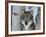 Grey Wolf Head Portrait, Us-Lynn M. Stone-Framed Photographic Print