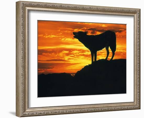 Grey Wolf, Howling at Sunset-Kim Taylor-Framed Photographic Print