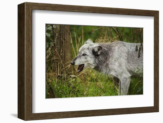 Grey wolf (Lupus canis), captive, United Kingdom, Europe-Janette Hill-Framed Photographic Print