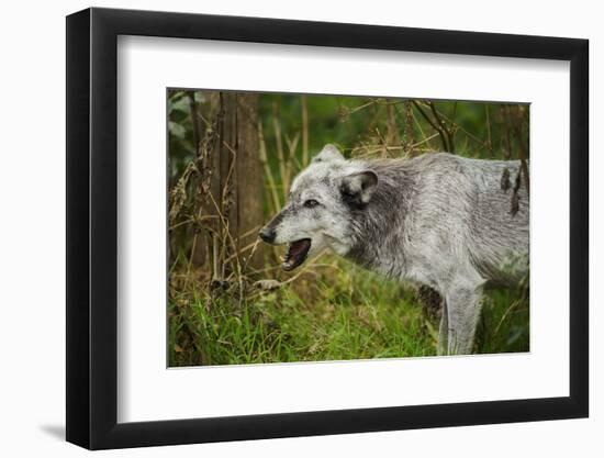 Grey wolf (Lupus canis), captive, United Kingdom, Europe-Janette Hill-Framed Photographic Print