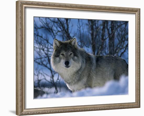 Grey Wolf Male in Snow, Norway-Bernard Walton-Framed Photographic Print