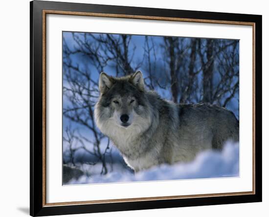 Grey Wolf Male in Snow, Norway-Bernard Walton-Framed Photographic Print