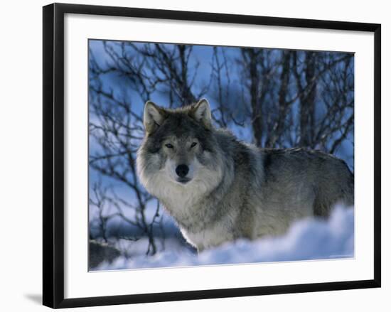 Grey Wolf Male in Snow, Norway-Bernard Walton-Framed Photographic Print