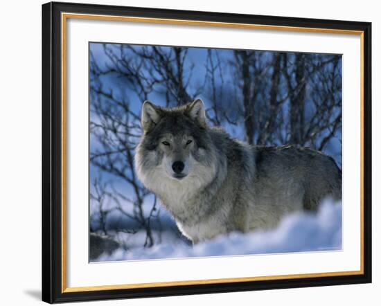 Grey Wolf Male in Snow, Norway-Bernard Walton-Framed Photographic Print