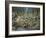 Grey Wolf Mother and Pups-Robert Wavra-Framed Giclee Print