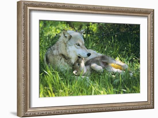 Grey Wolf Mother with Young Pup Lying in Grass-null-Framed Photographic Print