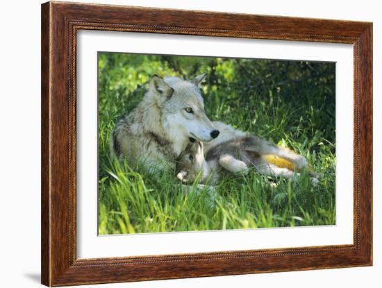 Grey Wolf Mother with Young Pup Lying in Grass-null-Framed Photographic Print