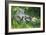 Grey Wolf Mother with Young Pup Lying in Grass-null-Framed Photographic Print