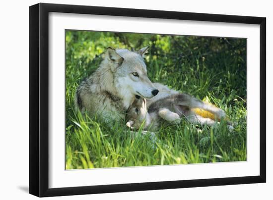 Grey Wolf Mother with Young Pup Lying in Grass-null-Framed Photographic Print