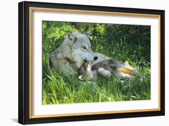 Grey Wolf Mother with Young Pup Lying in Grass-null-Framed Photographic Print