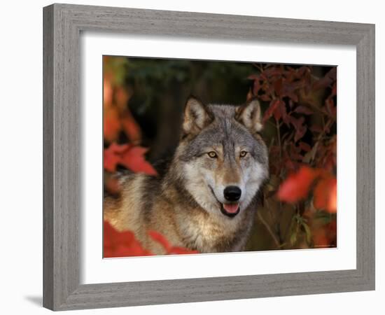 Grey Wolf Portrait, Minnesota, USA-Lynn M. Stone-Framed Photographic Print