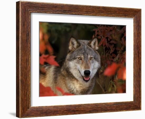 Grey Wolf Portrait, Minnesota, USA-Lynn M. Stone-Framed Photographic Print