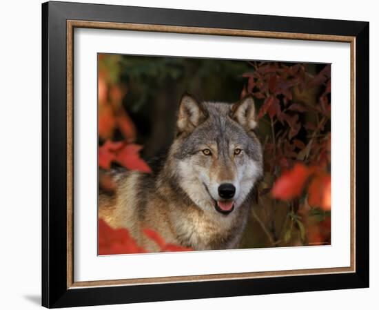 Grey Wolf Portrait, Minnesota, USA-Lynn M. Stone-Framed Photographic Print