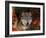 Grey Wolf Portrait, Minnesota, USA-Lynn M. Stone-Framed Photographic Print