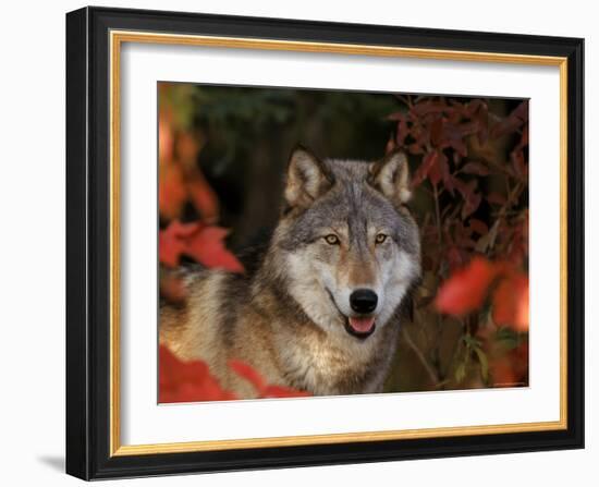 Grey Wolf Portrait, Minnesota, USA-Lynn M. Stone-Framed Photographic Print