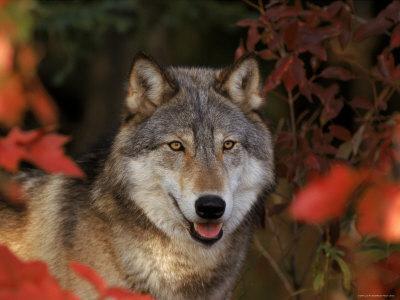 'Grey Wolf Portrait, Minnesota, USA' Photographic Print