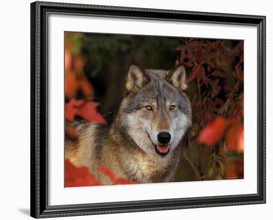 Grey Wolf Portrait, Minnesota, USA-Lynn M. Stone-Framed Photographic Print