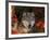 Grey Wolf Portrait, Minnesota, USA-Lynn M. Stone-Framed Photographic Print