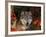 Grey Wolf Portrait, Minnesota, USA-Lynn M. Stone-Framed Photographic Print