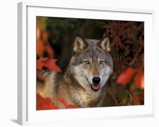 Grey Wolf Portrait, Minnesota, USA-Lynn M. Stone-Framed Photographic Print