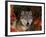 Grey Wolf Portrait, Minnesota, USA-Lynn M. Stone-Framed Photographic Print