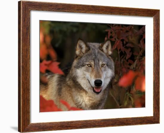 Grey Wolf Portrait, Minnesota, USA-Lynn M. Stone-Framed Photographic Print