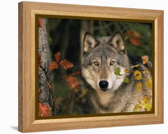 Grey Wolf Portrait, USA-Lynn M^ Stone-Framed Premier Image Canvas