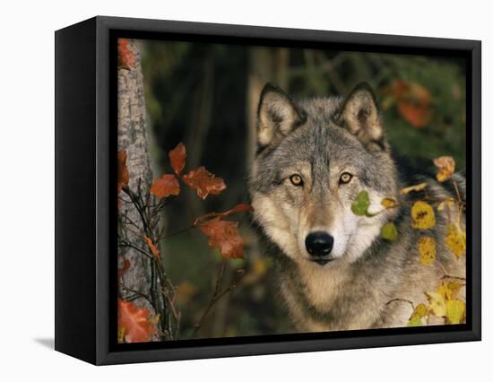 Grey Wolf Portrait, USA-Lynn M^ Stone-Framed Premier Image Canvas