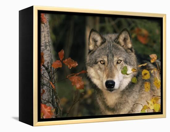 Grey Wolf Portrait, USA-Lynn M^ Stone-Framed Premier Image Canvas