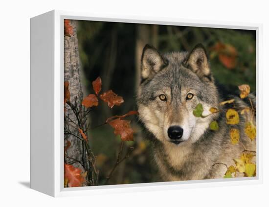 Grey Wolf Portrait, USA-Lynn M^ Stone-Framed Premier Image Canvas